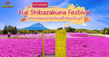 Fuji Shibazakura Festival 2026 เทศกาลชมดอชิบะซากุระใกล้ภูเขาไฟฟูจิ