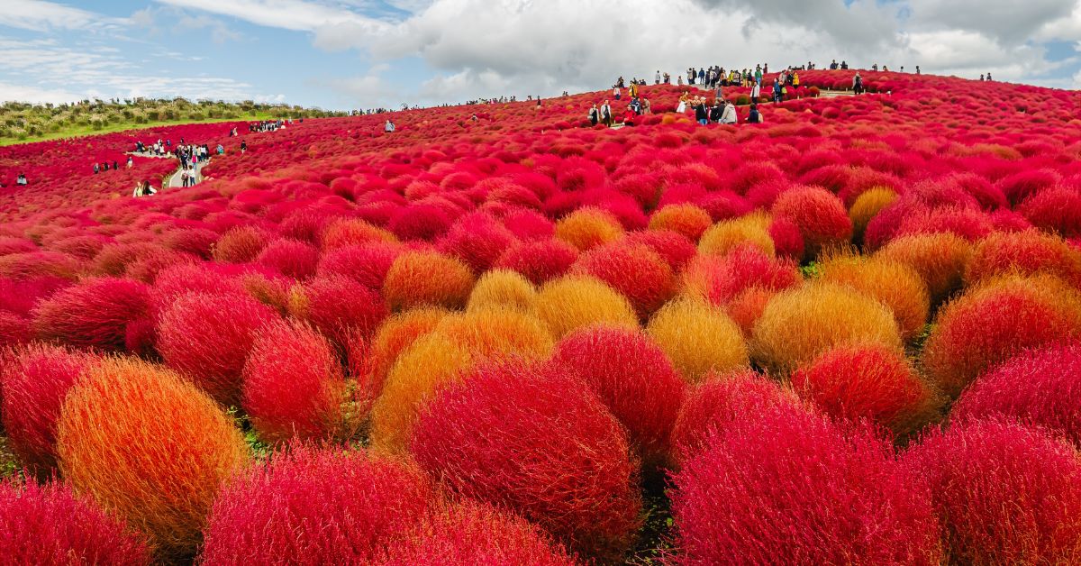 โคเคีย (Kochia) ในช่วงตุลาคม