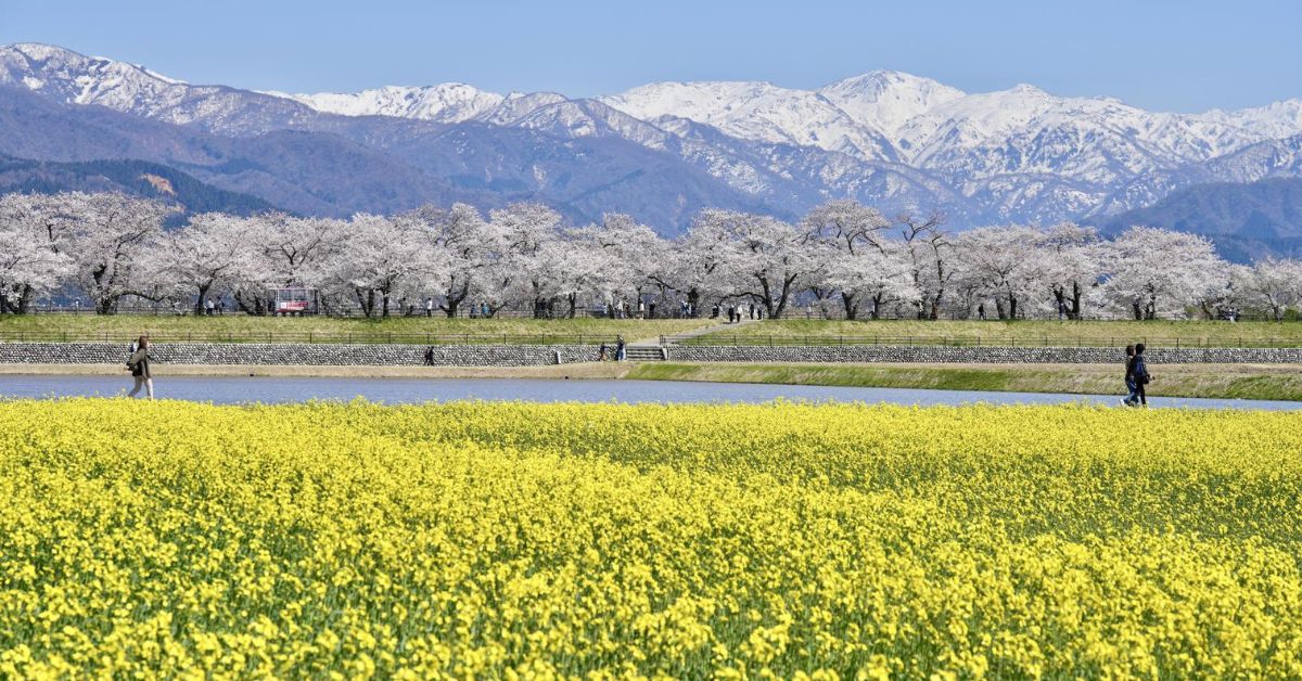 ทุ่งนาโนะฮานะสีเหลือง Asahi Funagawa Spring Quartet