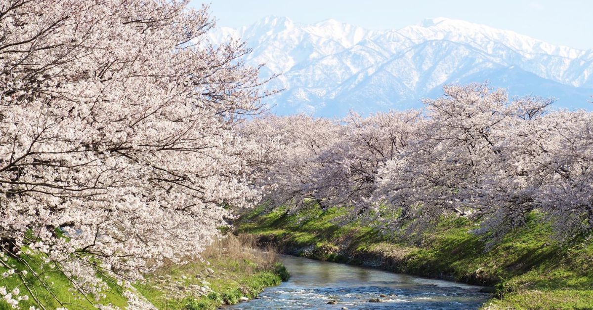 ซากุระริมแม่น้ำฟุนากาวะ Asahi Funagawa Spring Quartet