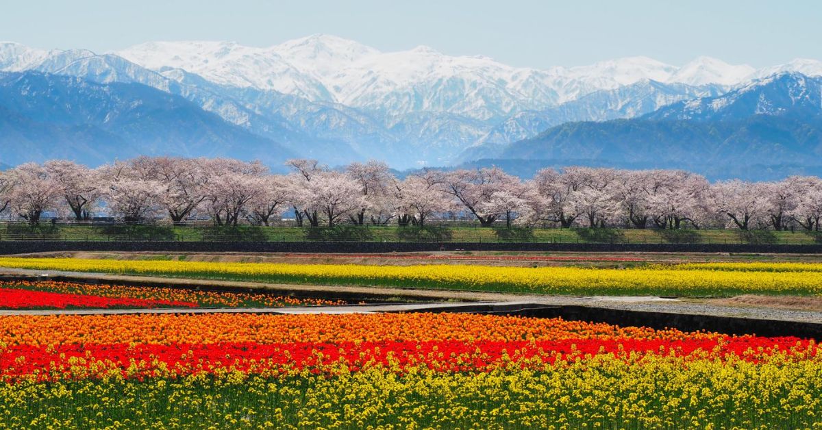 Asahi Funakawa Spring Quartet จ.โทยามะ