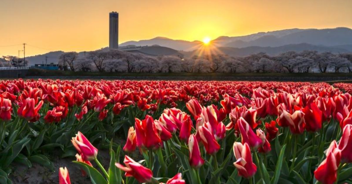 ทุ่งดอกทิวลิป Asahi Funagawa Spring Quartet