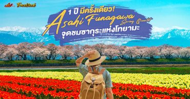 1 ปีมีครั้งเดียว Asahi Funagawa Spring Quartet จุดชมซากุระแห่งโทยามะ