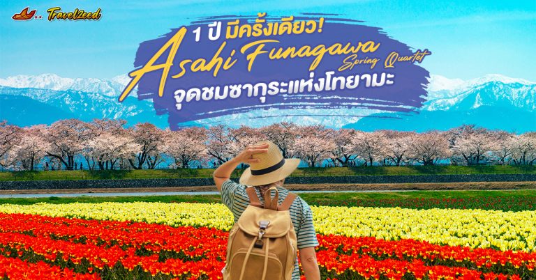 asahi funagawa spring quartet จุดชมซากุระ จ.โทยามะ