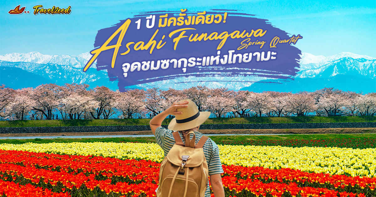 asahi funagawa spring quartet จุดชมซากุระ จ.โทยามะ