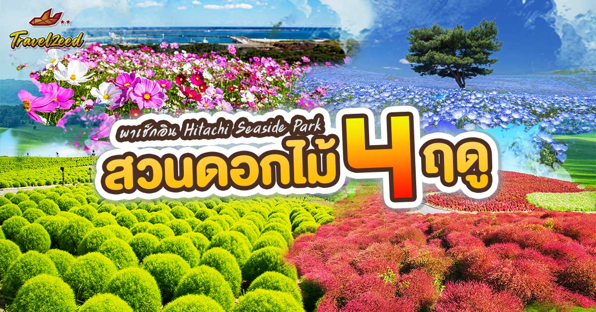 สวนฮิตาชิ ซีไซด์ ปาร์ค (Hitachi Seaside Park) ทุ่งดอกไม้ 4 ฤดู