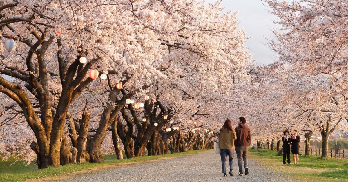 จุดชมซากุระ Asahi Funagawa Spring Quartet