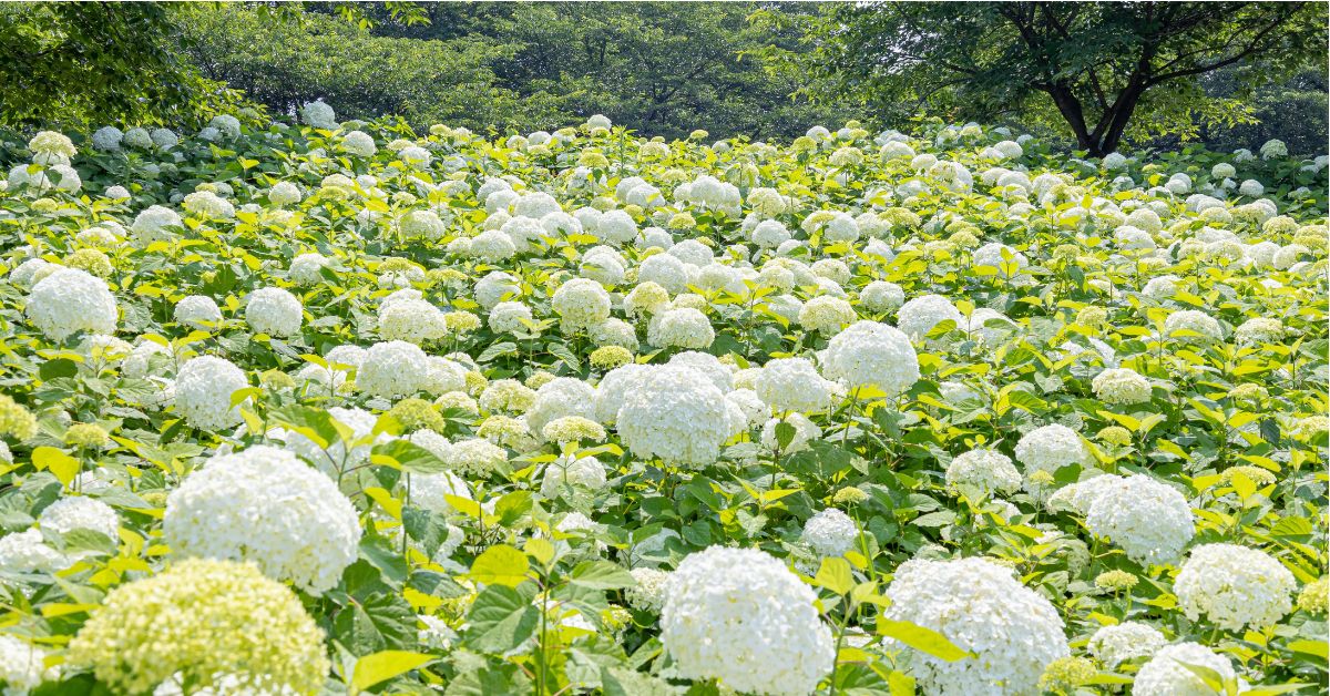 สวนกองเก็นโดโคเอ็น (Gongendo Park) สวนกองเก็นโดโคเอ็น เป็นจุดชมดอกไฮเดรนเยียชื่อดังใกล้โตเกียว