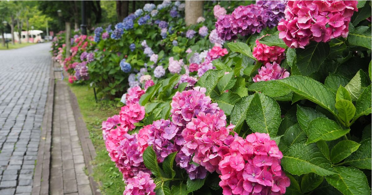 สวนสนุกเฮาเทนบอช (Huis Ten Bosch theme park) สวนสนุกสไตล์ยุโรปชื่อดังในนางาซากิ