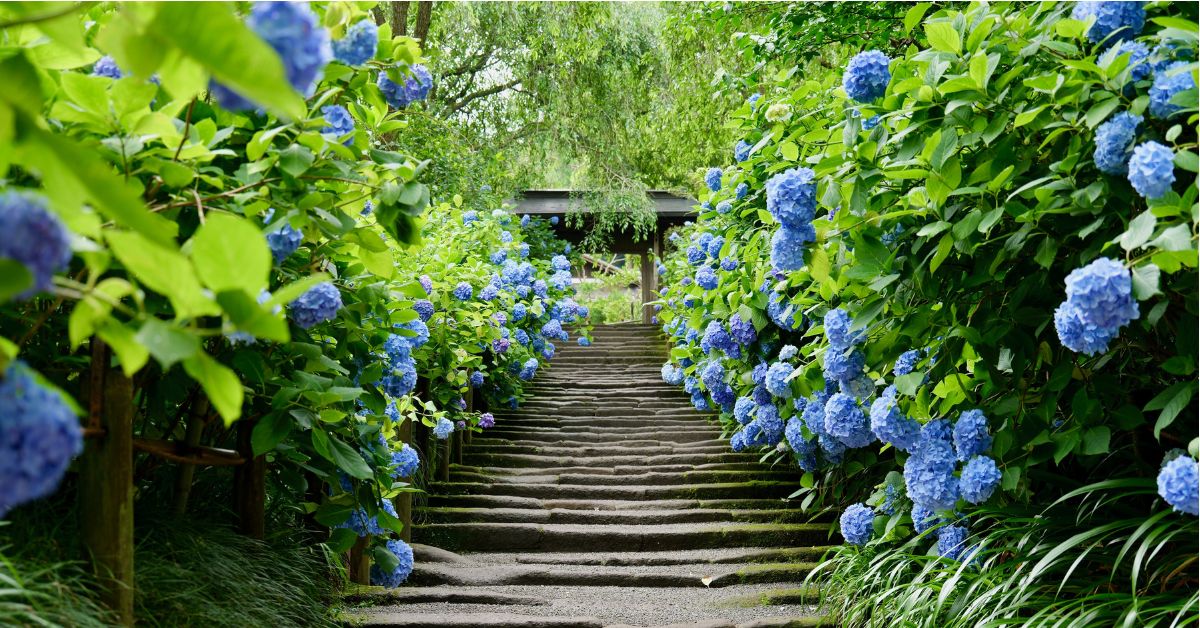 วัดเมเง็ตสึอิน (Meigetsu-in Temple) หนึ่งในจุดชมดอกไฮเดรนเยียที่ดังที่สุดในคามาคุระ
