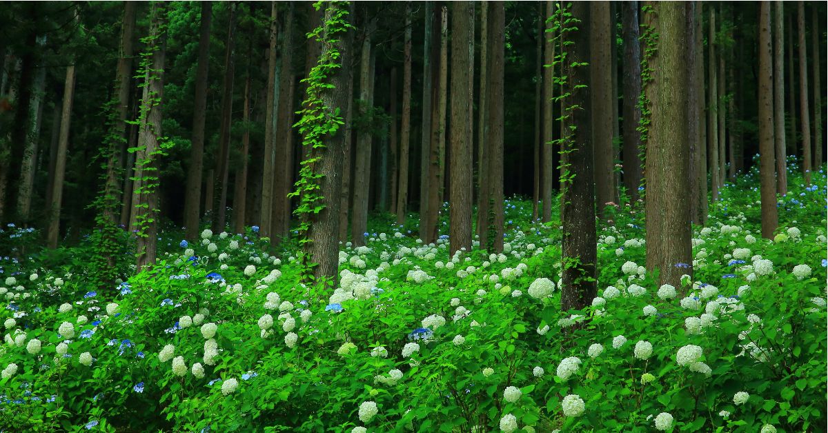 สวนไฮเดรนเยียมิจิโนะคุ (Michinoku Hydrangea Garden) เป็นสวนไฮเดรนเยียชื่อดังในจังหวัดอิวาเตะ