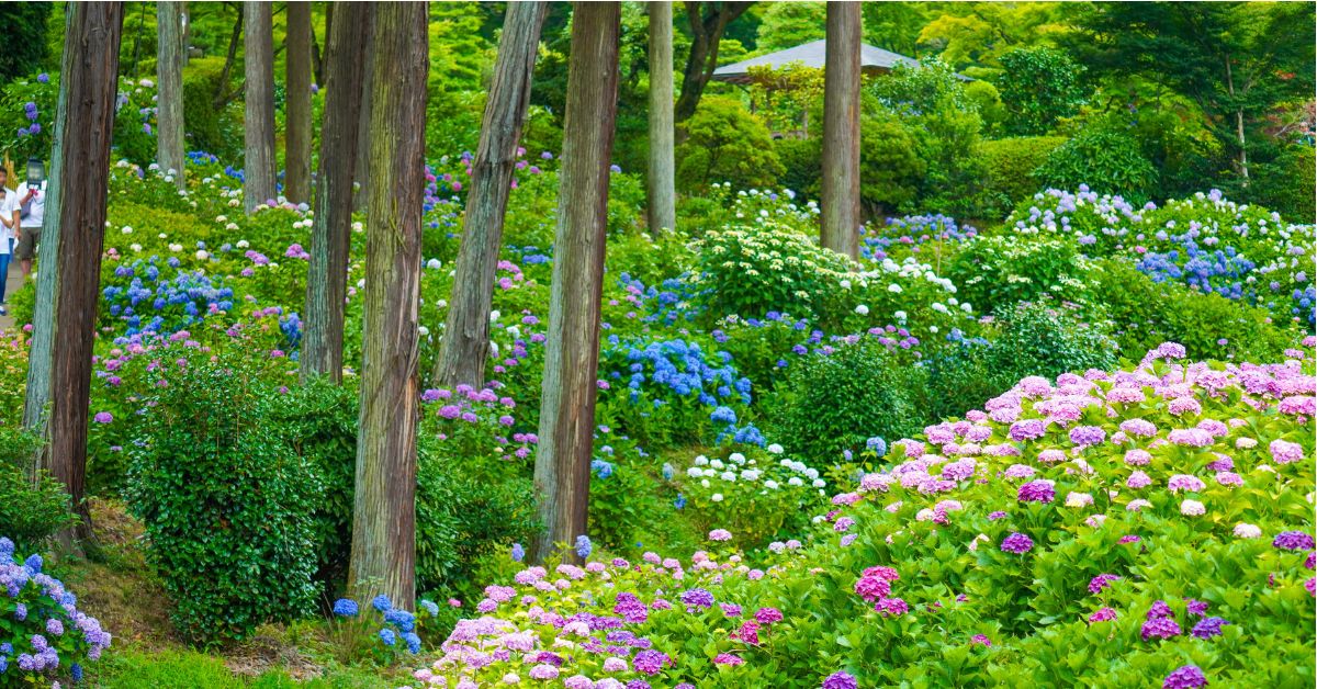 วัดมิมุโรโทจิ (Mimuroto-ji Temple) เป็นหนึ่งในจุดชมดอกไฮเดรนเยียชื่อดังของเกียวโต