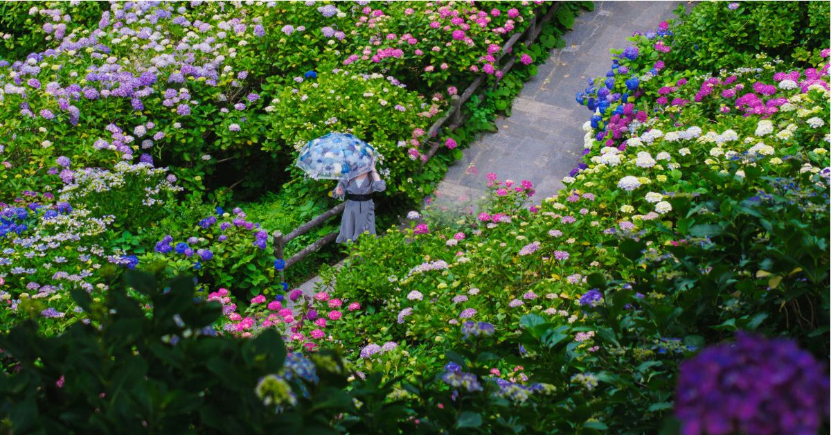 สวนสาธารณะชิโมดะ (Shimoda Park) หนึ่งในจุดชมดอกไฮเดรนเยียชื่อดังของญี่ปุ่น
