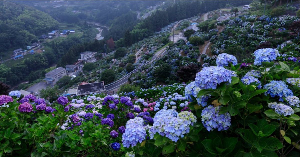 หมู่บ้านดอกไฮเดรนเยียชินกู (Shingu Hydrangea Village) หมู่บ้านเล็ก ๆ ท่ามกลางธรรมชาติของจังหวัดเอฮิเมะ