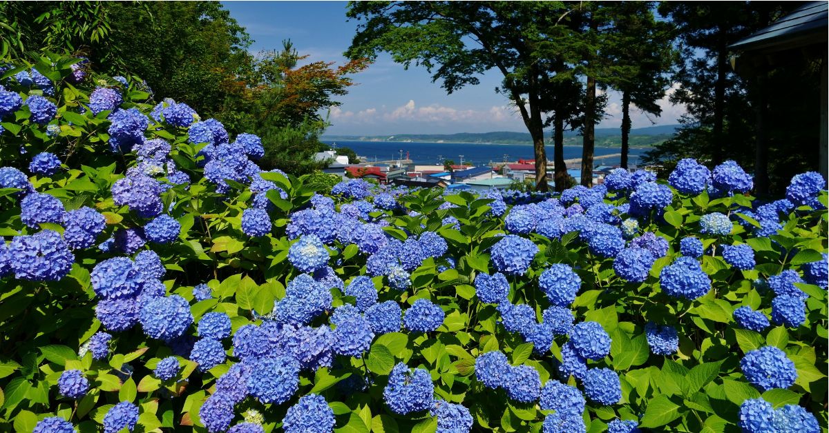 วัดอุนโชจิ (Unshoji Temple) หนึ่งในจุดชมดอกไฮเดรนเยียชื่อดังของจังหวัดอาคิตะ