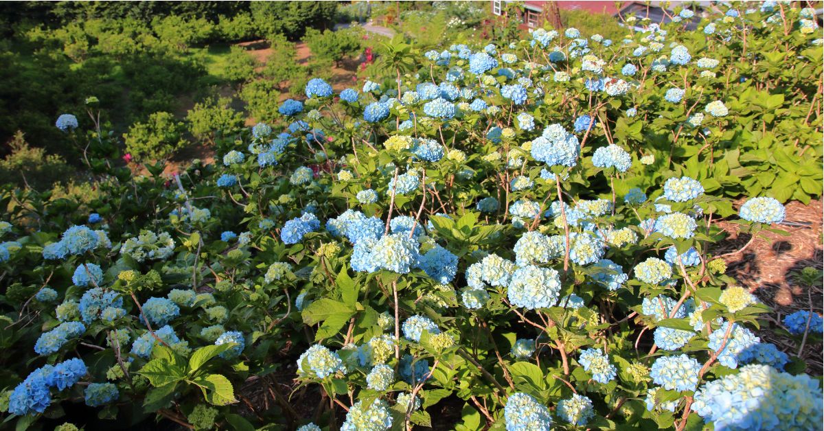 สวนดอกไฮเดรนเยียโยเฮนะ (Yohena Hydrangea Garden) สวนดอกไฮเดรนเยียชื่อดังของโอกินาว่า