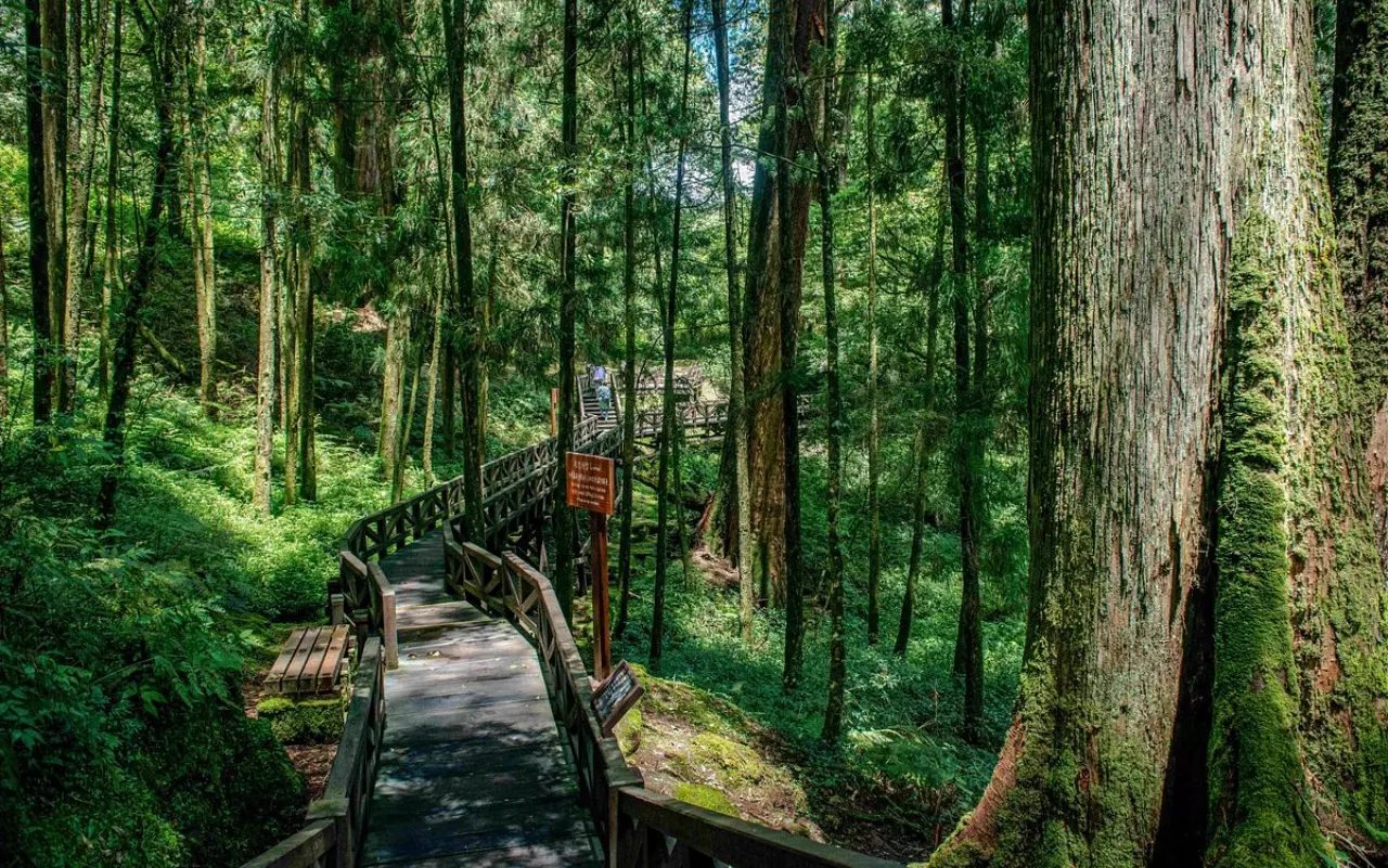 Alishan Forest Recreation Area