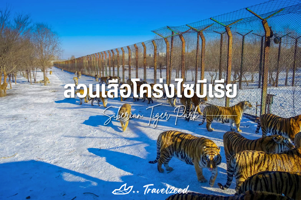 สวนเสือโคร่งไซบีเรีย (Siberian Tiger Park)