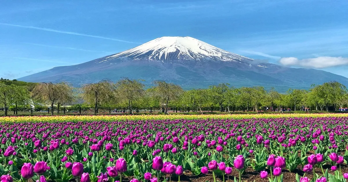 ทัวร์ญี่ปุ่น ซุปตาร์ ฟูจิม่วน โตเกียวมันส์ ยามานาชิ คานากาวะ ชมทุ่งดอกไม้หลากสี เช็กอินเกาะเอโนชิมะ