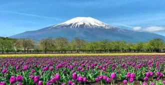 ทัวร์ญี่ปุ่น ซุปตาร์ ฟูจิม่วน โตเกียวมันส์ ยามานาชิ คานากาวะ ชมทุ่งดอกไม้หลากสี เช็กอินเกาะเอโนชิมะ