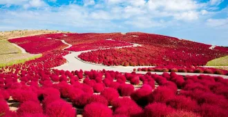 ทัวร์ญี่ปุ่น โตเกียว โอซาก้า คามาคุระ ฟูจิโนะมิยะ ทุ่งโคเชียพรีเมียม วัดไทเซคิจิ ใบไม้เปลี่ยนสี (พักออนเซ็น 1 คืน)