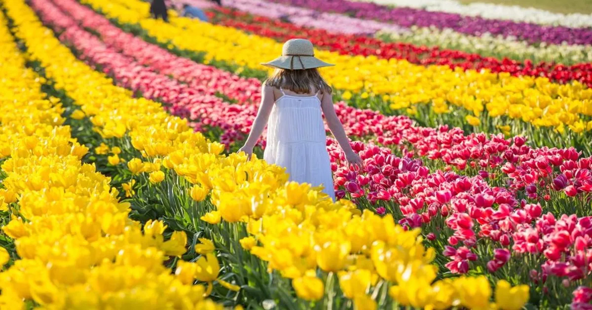 ทัวร์ออสเตรเลีย เมลเบิร์น เทศกาลดอกทิวลิป รถไฟจักรไอน้ำโบราณ เกาะฟิลลิป สวนสัตว์พื้นเมือง