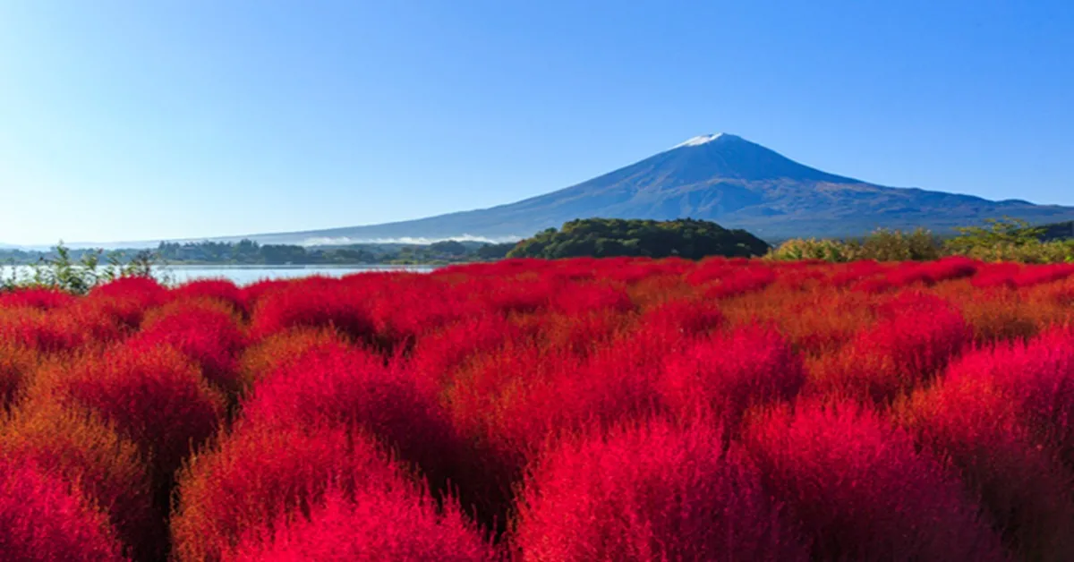 ทัวร์ญี่ปุ่น โตเกียว คาวาโกเอะ ชมทุ่งโคเชียแดงแรงฤทธิ์
