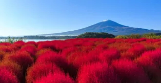 ทัวร์ญี่ปุ่น โตเกียว คาวาโกเอะ ชมทุ่งโคเชียแดงแรงฤทธิ์