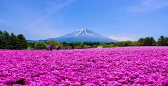 ทัวร์ญี่ปุ่น โตเกียว เอโนะชิมะ เที่ยวเกาะเอโนะชิมะ ชมดอกพิ้งค์มอส FUJI SHIBAZAKURA PARK