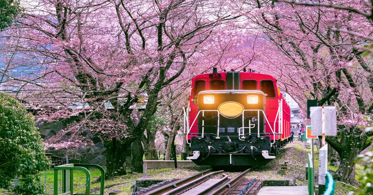 ทัวร์ญี่ปุ่น นาโกย่า เกียวโต โอซาก้า นั่งรถไฟสายโรแมนติกซากาโนะ ชมความงามซากุระที่โอบาระ ซิกิซากุระ หมู่บ้านชิราคาวาโกะ