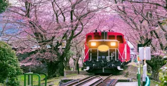 ทัวร์ญี่ปุ่น นาโกย่า เกียวโต โอซาก้า นั่งรถไฟสายโรแมนติกซากาโนะ ชมความงามซากุระที่โอบาระ ซิกิซากุระ หมู่บ้านชิราคาวาโกะ