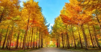 ทัวร์เกาหลี ซอรัคซาน โซล เกาะนามิ สวนสนุกเอเวอร์แลนด์  ใบไม้เปลี่ยนสี