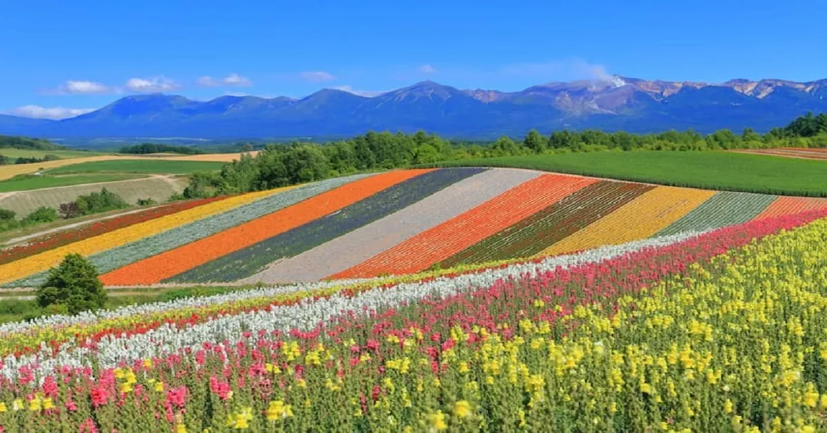 ทัวร์ญี่ปุ่น ฮอกไกโด เนินเขาแห่งพระพุทธเจ้า สวนดอกไม้ชิกิไซโนะโอกะ