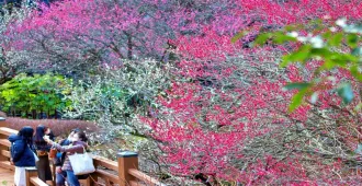 Japan Tokyo Fuji Narita Yamanashi Fujiten Ski Atami Baien Plum Park - ทัวร์ญี่ปุ่น ซุปตาร์ โตเกียว ฟูจิ นาริตะ ยามานาชิ ฟูจิเท็นสกีรีสอร์ท ชมดอกบ๊วยบานอาตามิ (พักออนเซ็น 1 คืน)