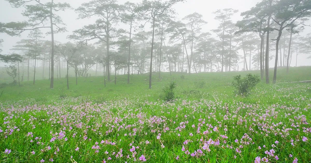 ทัวร์ไทย ภูสอยดาว น้ำตกสายทิพย์ พิชิตเนินวัดใจ กางเต้นท์ชมทะเลหมอกลานสนภูสอยดาว