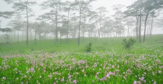 ทัวร์ไทย ภูสอยดาว น้ำตกสายทิพย์ พิชิตเนินวัดใจ กางเต้นท์ชมทะเลหมอกลานสนภูสอยดาว