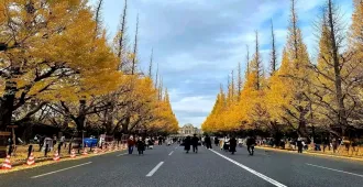 ทัวร์ญี่ปุ่น เรียล เรียล โตเกียว ฟูจิ เกาะเอโนชิมะ งานประดับไฟ ถนนแปะก๊วย