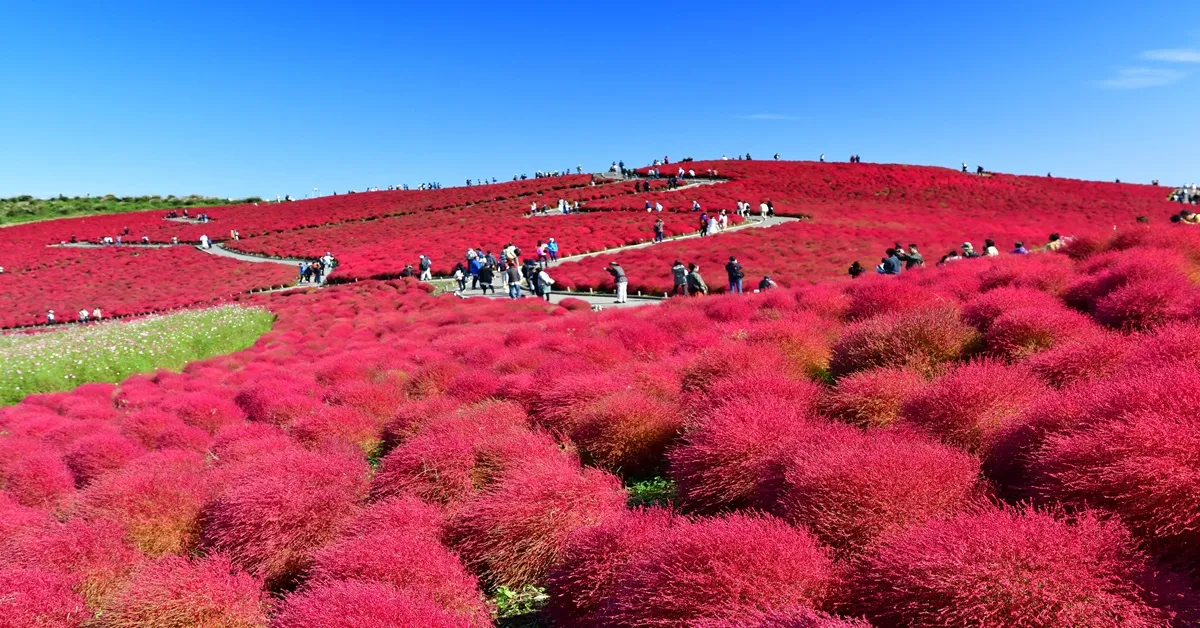ทัวร์ญี่ปุ่น ซุปตาร์ โตเกียว อิบารากิ ยามานาชิ สวนฮิตาชิ ซีไซด์ อุโมงค์ใบเมเปิ้ล ใบไม้เปลี่ยนสี