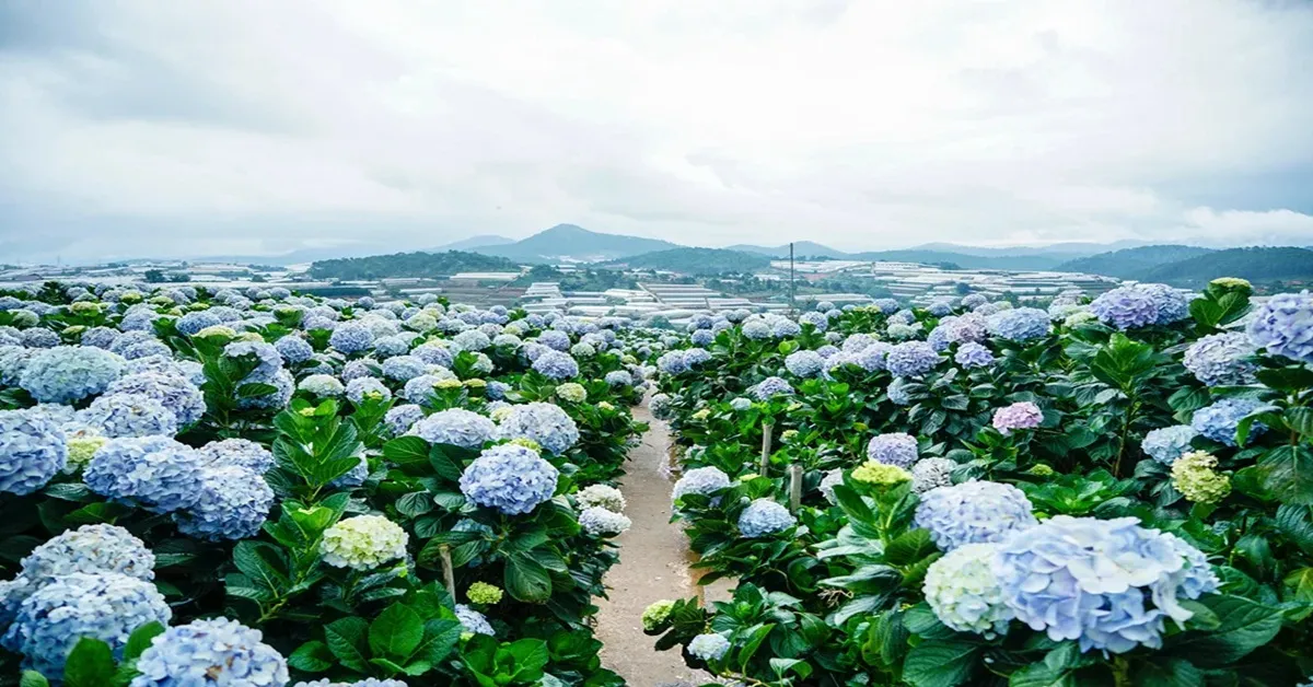 ทัวร์เวียดนาม ญาจาง ดาลัด น้ำตกดาทันลา กระเช้าไฟฟ้าดาลัด สวนดอกไฮเดรนเยีย