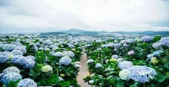 ทัวร์เวียดนาม ญาจาง ดาลัด น้ำตกดาทันลา กระเช้าไฟฟ้าดาลัด สวนดอกไฮเดรนเยีย