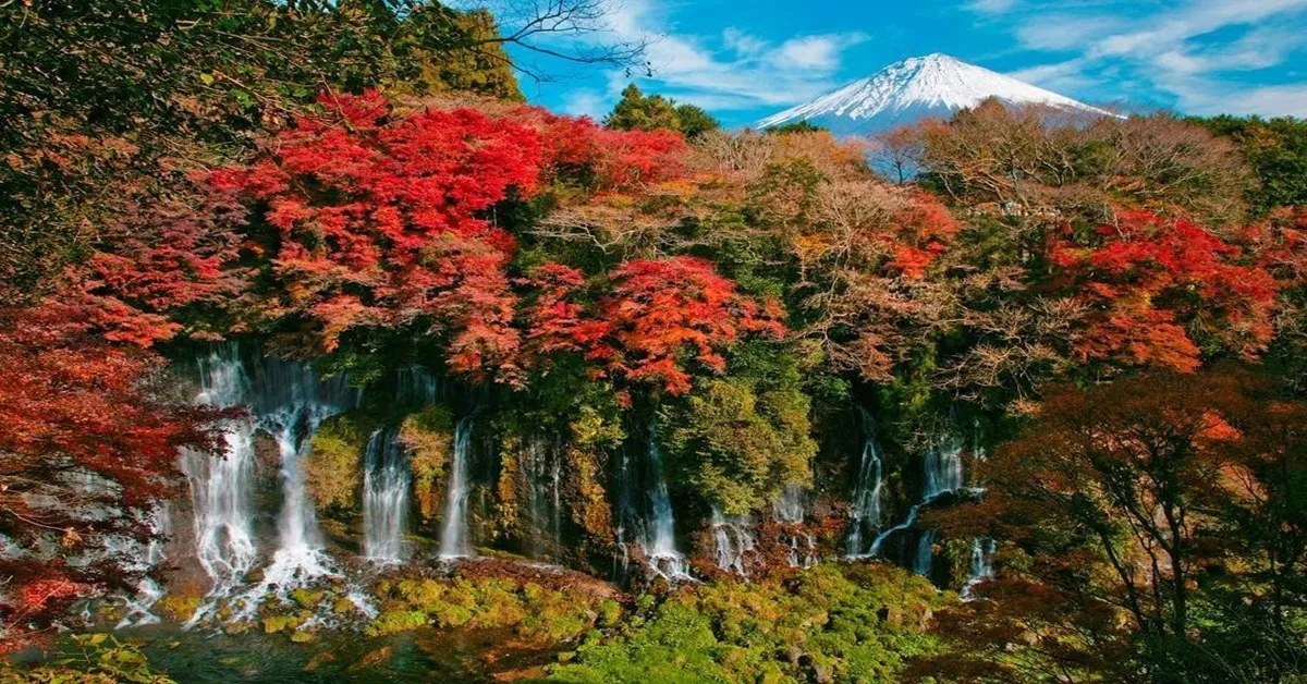 ทัวร์ญี่ปุ่น โตเกียว วัดอาซากุสะ อุโมงค์ใบเมเปิ้ล น้ำตกชิราอิโตะ