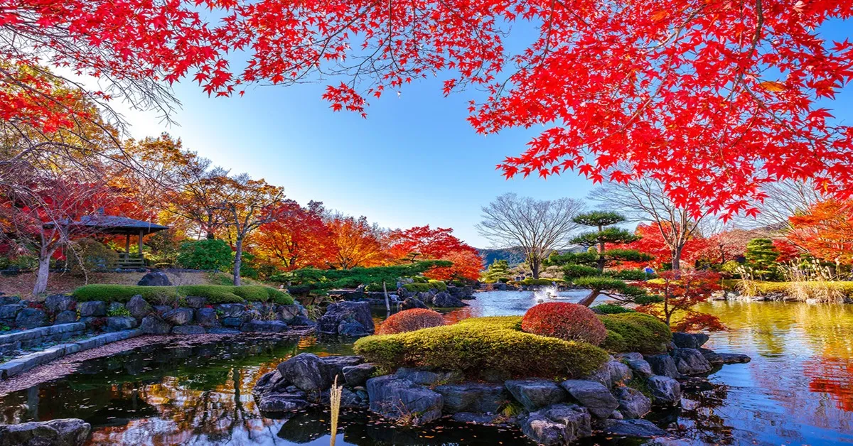 ทัวร์ญี่ปุ่น โตเกียว คาวาโกเอะ อุโมงค์เมเปิ้ล สวนซากุระยามะ รถไฟเอโนะเด็น