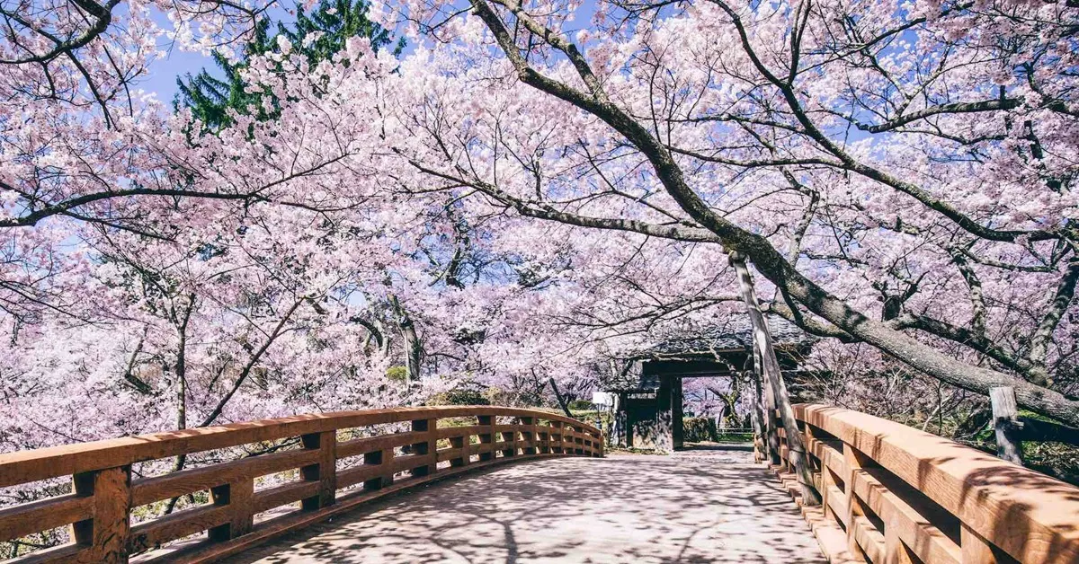 ทัวร์ญี่ปุ่น โตเกียว โอซาก้า สวนปราสาททาคาโตะ วัดเบียวโดอิน หมู่บ้านอิยาชิโนะซาโตะ
