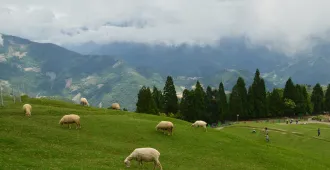 Taiwan Taoyuan Nantou Taichung Taipei - ทัวร์ไต้หวัน เถาหยวน หนานโถว ไถจง ไทเป เที่ยวฟาร์มแกะชิงจิ้ง ล่องเรือชมความงามทะเลสาบสุยันจันทรา ฟินสุดสุด