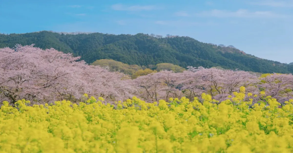 Japan Osaka Tokyo Saitama Universal Studios Sakura - ทัวร์ญี่ปุ่น โอซาก้า โตเกียว ไซตามะ ยูนิเวอร์แซล สตูดิโอ ชมซากุระ พร้อมดอกนาโนะฮานะ สีเหลืองตัดกับสีขมพูสุดโรแมนติ