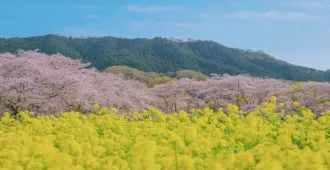 Japan Osaka Tokyo Saitama Universal Studios Sakura - ทัวร์ญี่ปุ่น โอซาก้า โตเกียว ไซตามะ ยูนิเวอร์แซล สตูดิโอ ชมซากุระ พร้อมดอกนาโนะฮานะ สีเหลืองตัดกับสีขมพูสุดโรแมนติ