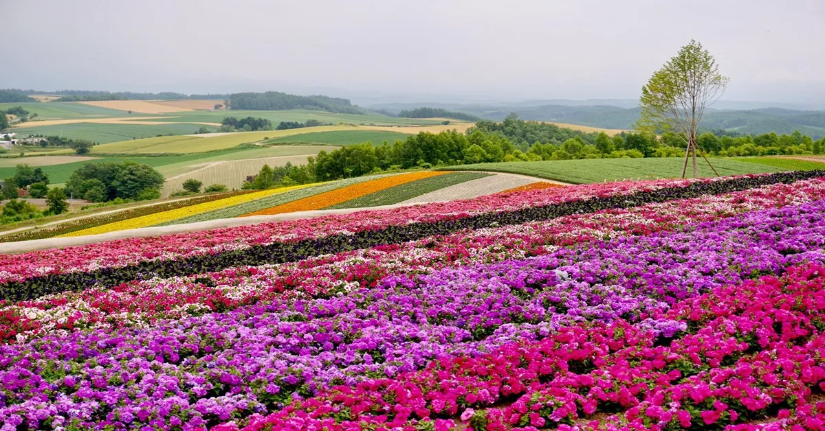 ทัวร์ญี่ปุ่น ฮอกไกโด ฟุราโนะ น้ำตกชิโรฮิเงะ นิงเกิ้ลเทอเรส สวนสัตว์อาซาฮิยามะ สวนดอกไม้ ชิคิไซโนะโอกะ