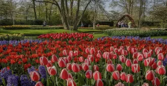 Benelux France Luxembourg Belgium Netherlands Keukenhof - ทัวร์เบเนลักซ์ ฝรั่งเศส ลักเซมเบิร์ก เบลเยี่ยม เนเธอร์แลนด์ เคอเคนฮอฟ