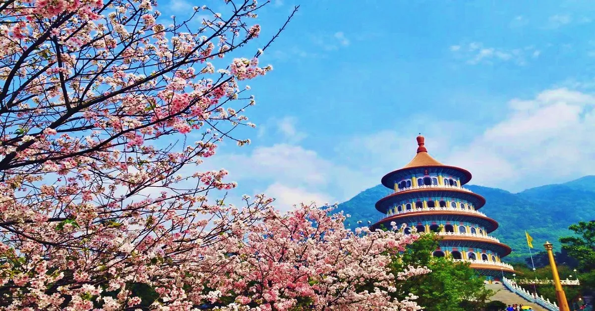 Taiwan Taipei Tamsui Ximending Sakura - ทัวร์ไต้หวัน ไทเป ตั้นสุ่ย ซีเหมินติง หมู่บ้านโบราณจิ่วเฟิ่น ชมดอกซากุระ บานสะพรั่ง 