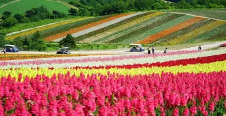 Japan Hokkaido Hakodate Furano - ทัวร์ญี่ปุ่น ฮอกไกโด ฮาโกดาเตะ ฟูราโนะ ทุ่งดอกลาเวนเดอร์